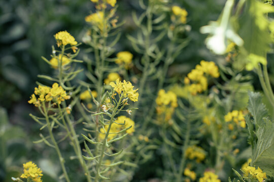 油菜花