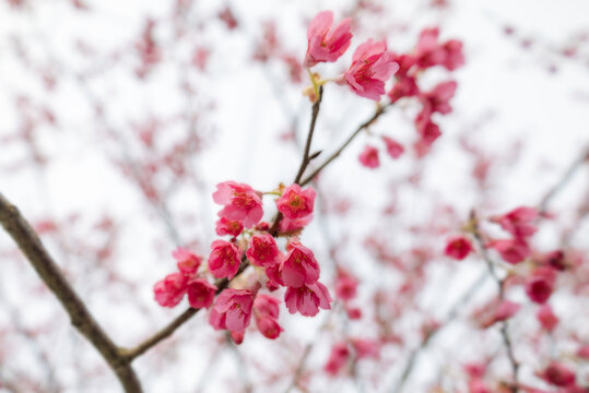 梅花