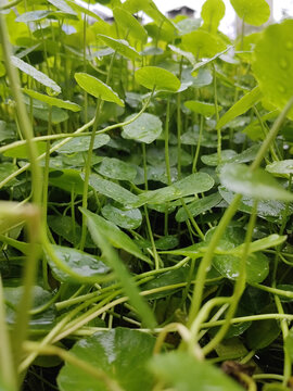 带有水珠的金钱草铜钱草