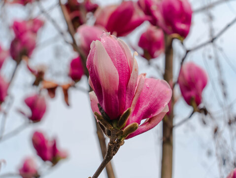 玉兰花