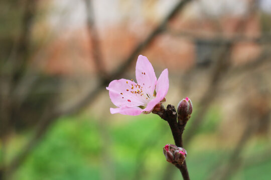 春天刚刚绽放的桃花