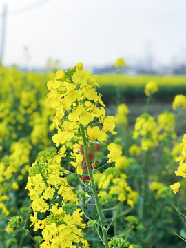 油菜花