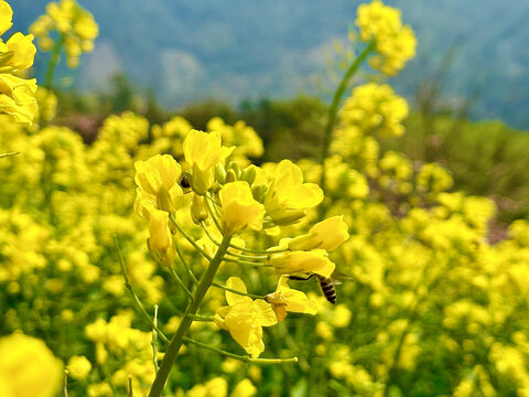 油菜花