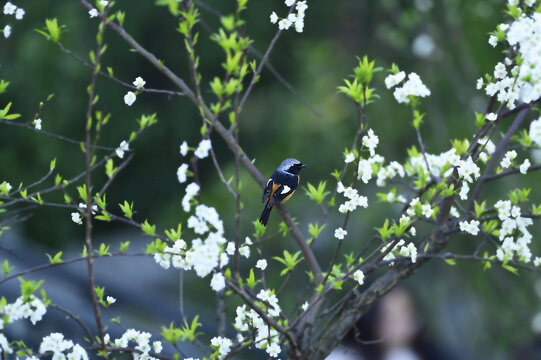 花丛中的小鸟