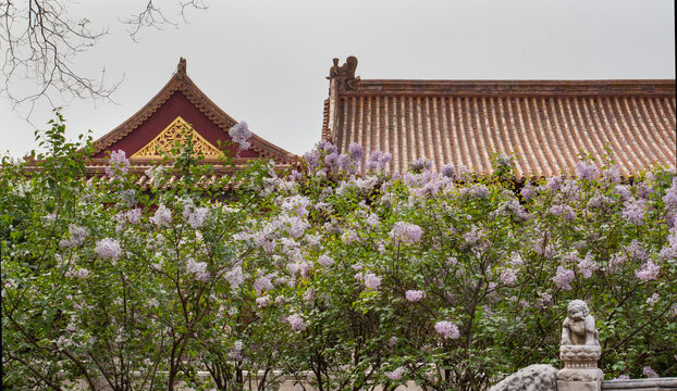 故宫丁香花