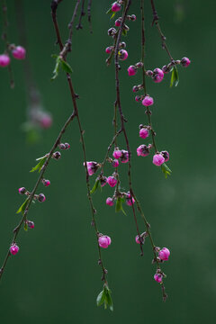 垂枝桃花