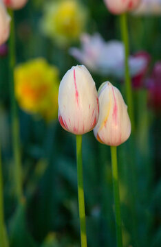 郁金香花