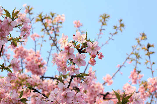 樱花