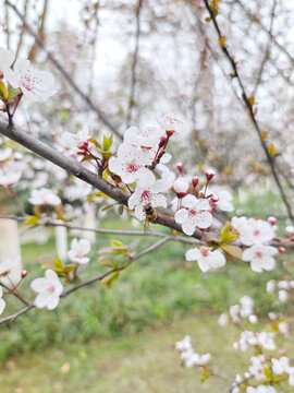 蜜蜂采蜜