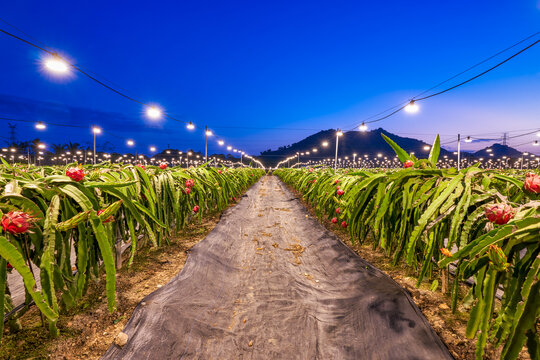 火龙果种植园夜景