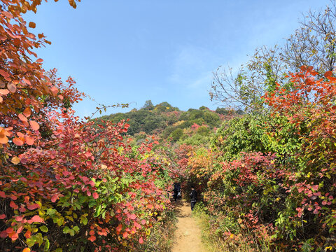 山峦红叶