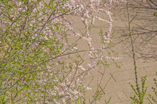 花枝绿芽