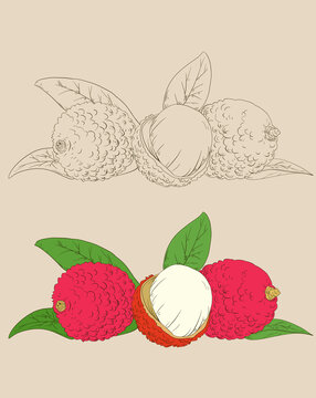 荔枝插畫(huà)版畫(huà)風(fēng)格