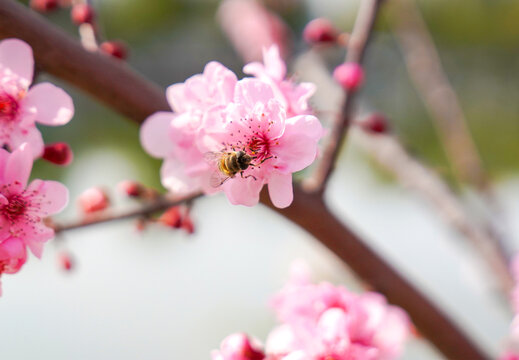 梅花与蜜蜂