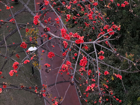 红木棉开花