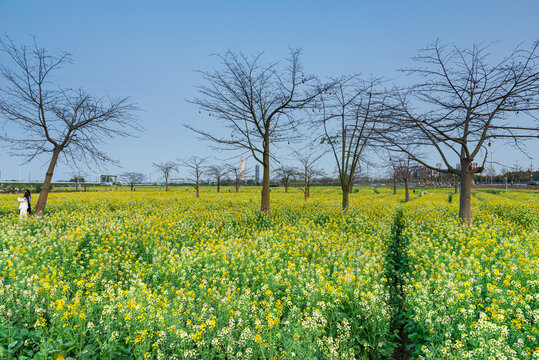 南沙油菜花花海