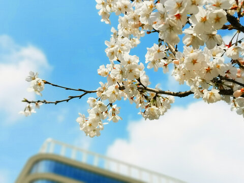 花枝