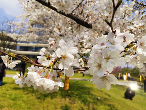 樱花