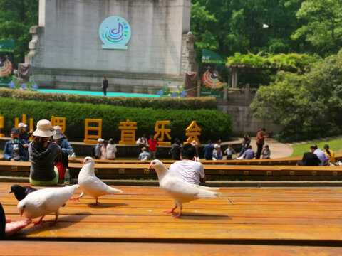 和平鸽