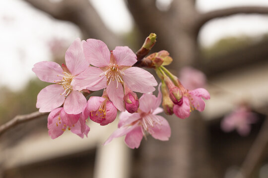 樱花