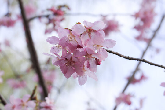 樱花