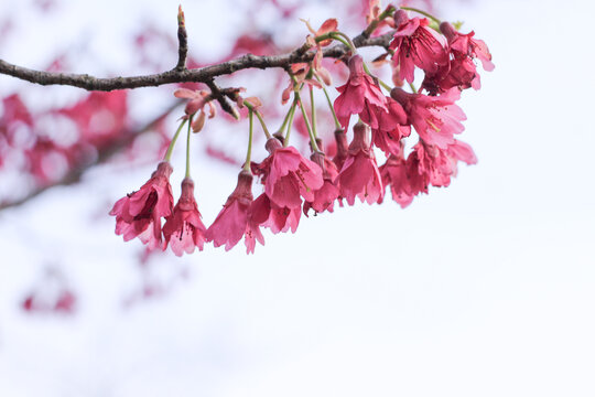 樱花垂樱