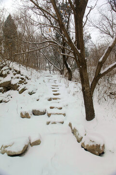 雪后山林