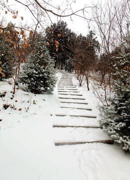 雪后山林