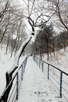 雪后山林