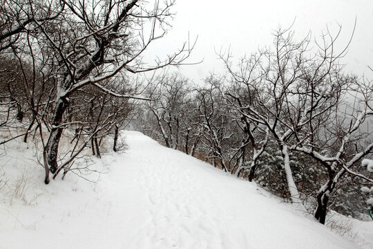 雪后山林