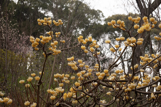 结香树花