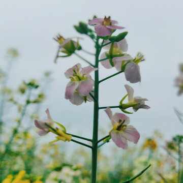 彩色油菜花