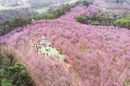 十里梅林