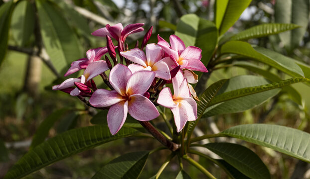 红色鸡蛋花