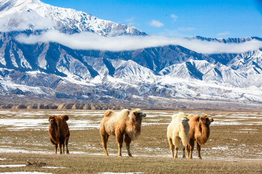 新疆冬季巍巍天山