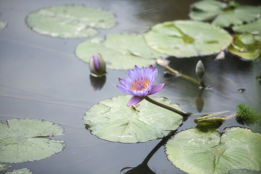 莲花