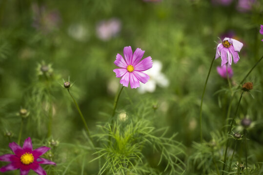 波斯菊