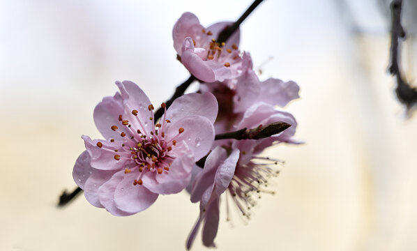 梅花盛开