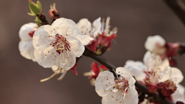 梅花枝条