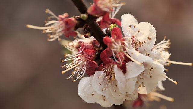 梅花盛开