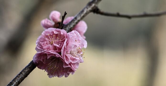 梅花盛开