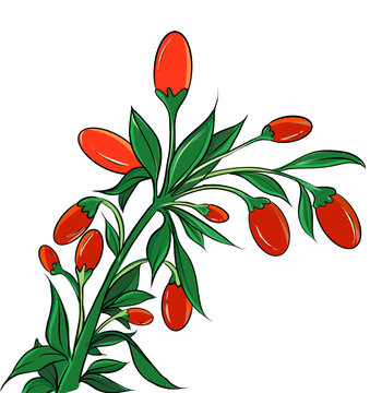 枸杞插畫