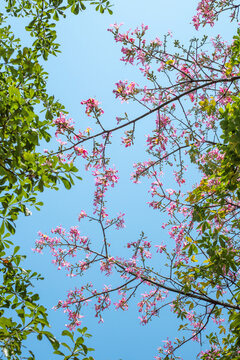 异木棉花