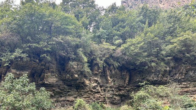 森林高山石头