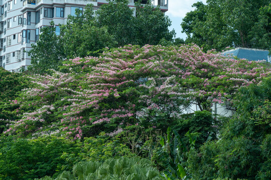 蓝天下节荚决明树的低角度视图