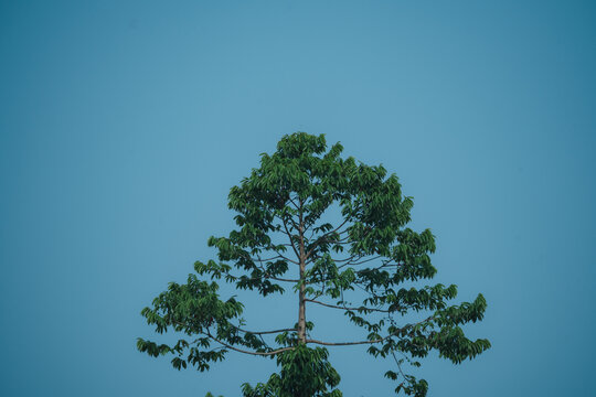 蓝天下树木的低角度视图