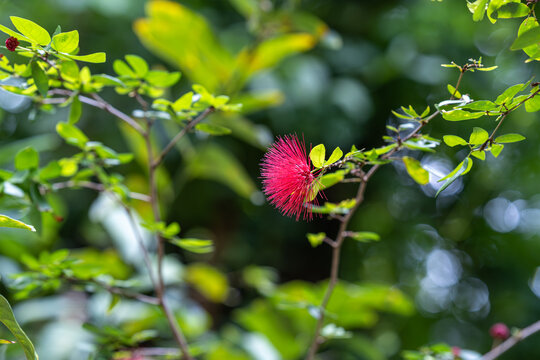 植物上的朱缨花特写