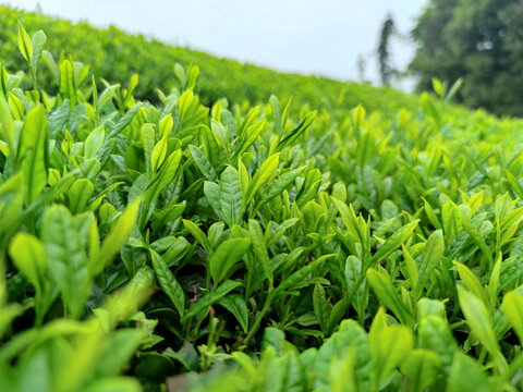 春天的绿茶