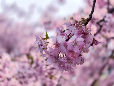 樱花