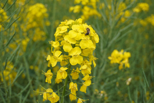 油菜花